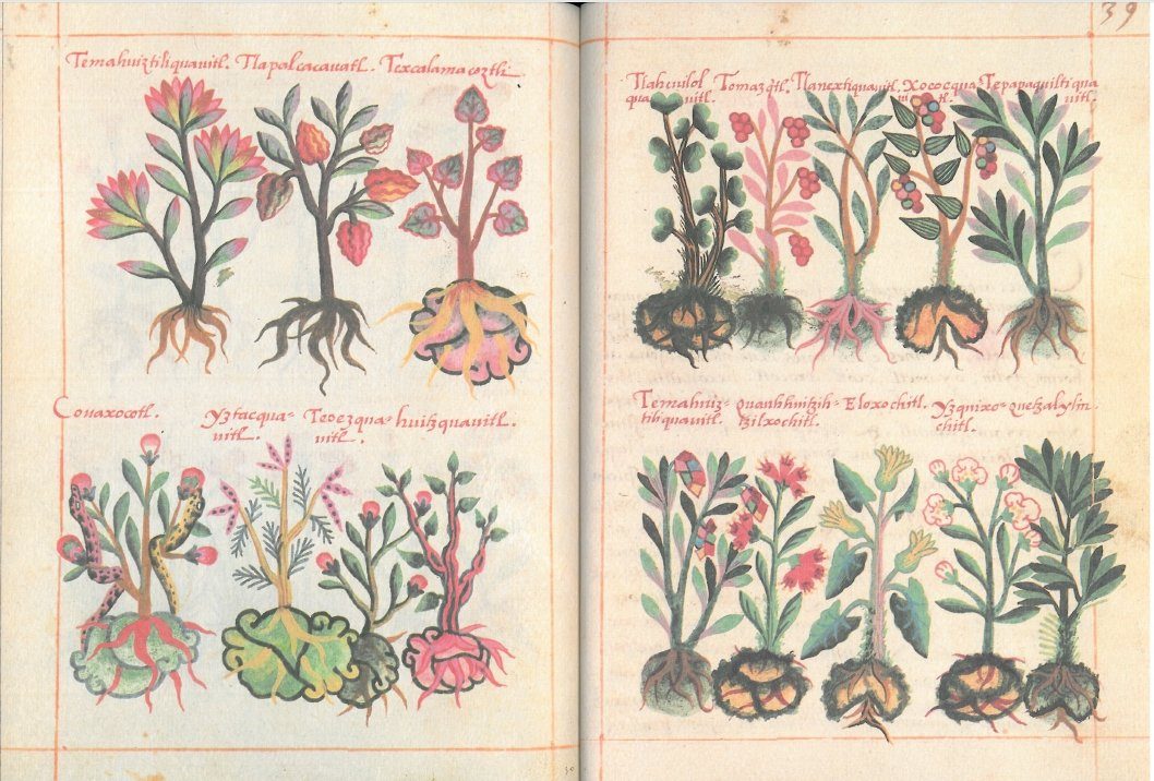 Duas páginas do Códice Badiano com plantas medicinais astecas