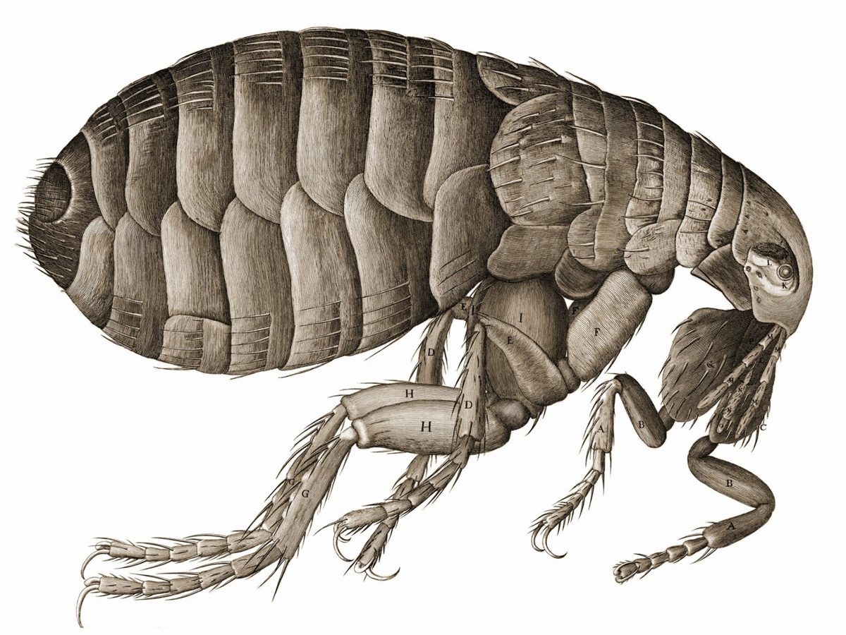Gravura da pulga na Micrographia de Hooke