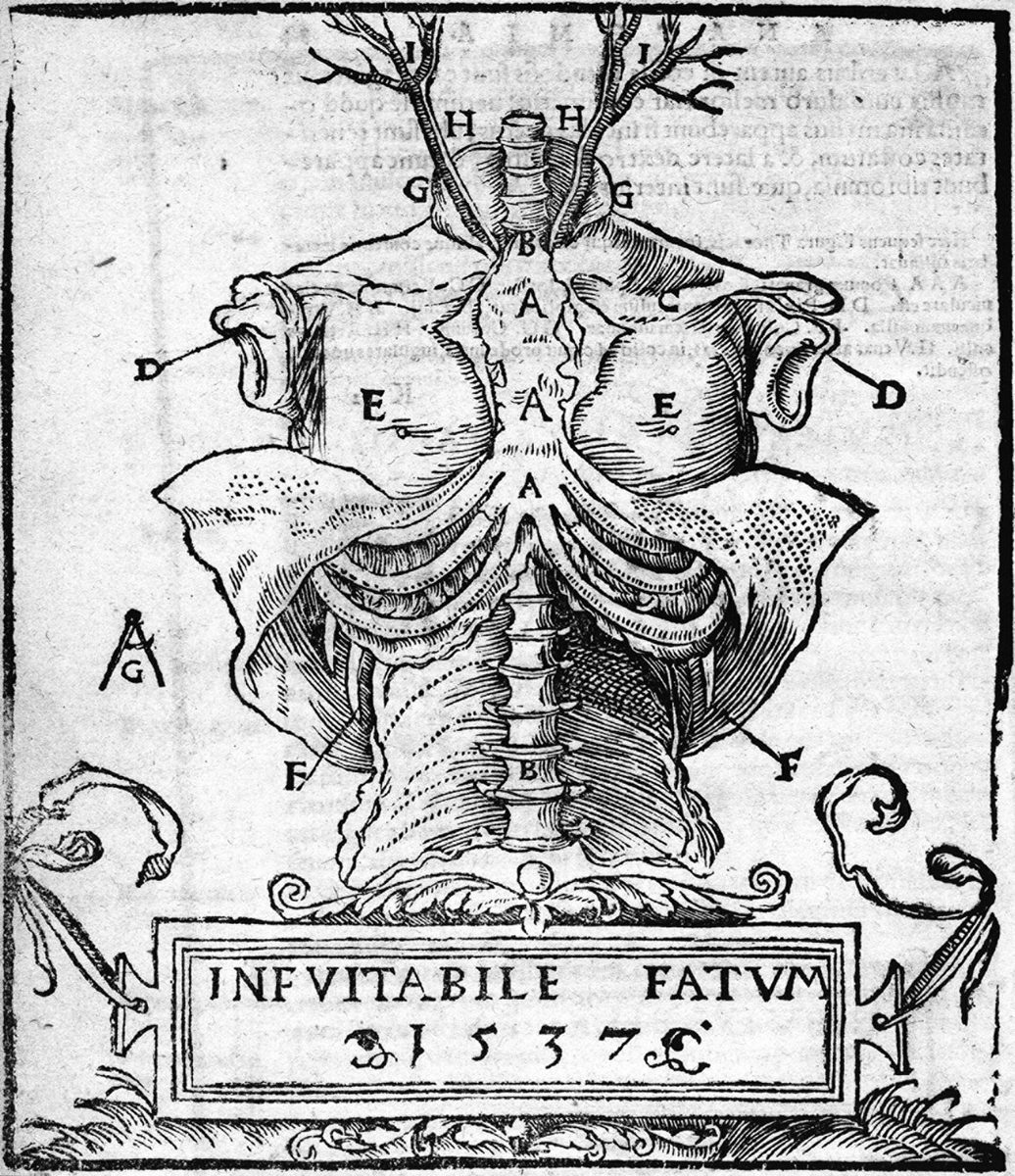 Xilogravura anatômica de uma edição da Anathomia de Mondino de Liuzzi (1541)